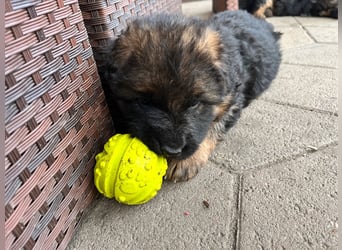 Deutsche Schäferhunde Langstockhaar