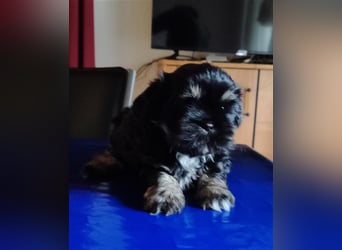 Shih tzu  Welpen