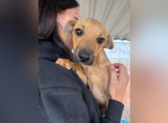Egon LM – Kleiner Kämpfer mit großem Herzen sucht echtes Zuhause