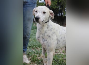 Lachender Dalmimix Cooper sucht Zuhause
