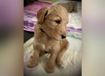 Goldendoodle F1b Welpen F1bb -apricot hell dunkel
