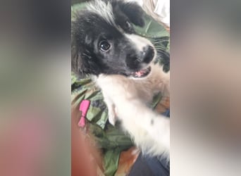 Kleiner Loki sucht ein Zuhause