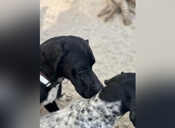 Leo, sucht seine Familie