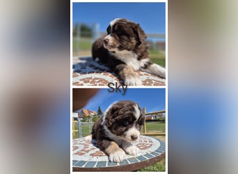 ❤️Wunderschöne Australian Shepherd Welpen - ASCA ❤️