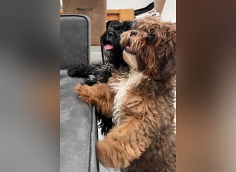 Shih Tzu - Pudelmischlingswelpen abzugeben