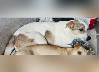 Schmusefreund IVO sucht sein Traumzuhause