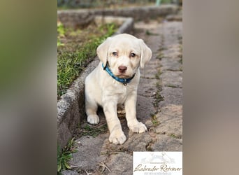 Labrador Welpen aus Körzucht