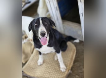 Hübscher Elvis sucht Zuhause für immer!