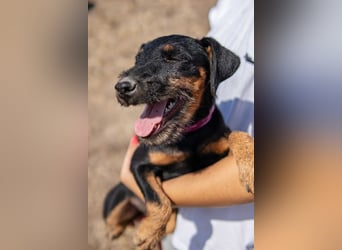Junghündin, Welpe, Deutscher Jagdterrier Hündin Penny Lane sucht....