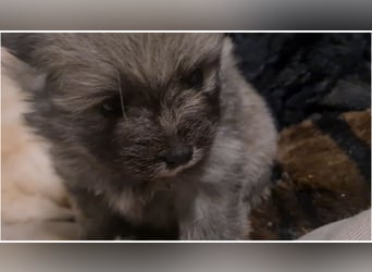 zuckersüße Pomeranianwelpe