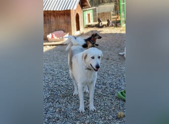 Vendy - schüchterne aber freundliche Kuvasz-Mix Hündin / zur Zeit noch in Rumänien