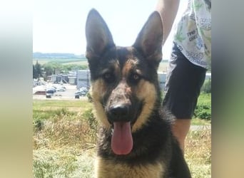Merida, Schäferhund Mischling