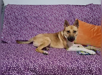 Cooper, auf einer Pflegestelle in Kiel