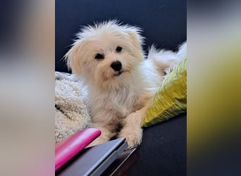 PIP der kleine Lausbub