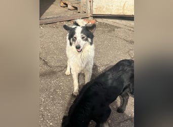 Ajuna, Husky-Collie Mix, verjagt und sich selbst überlassen