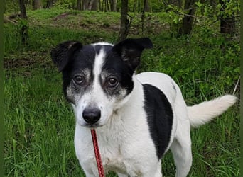  MILA ist mit Abstand das ärmste Hundemädchen, das wir kennengelernt haben