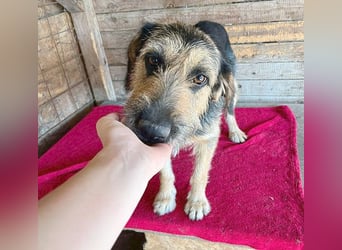 ❤️ superlieber Familienhund MATYI - 2 Jahre, 50cm/20kg - Schnauzer-Mix