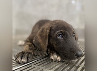 Tywin, geb. ca. 05/2024, lebt in GRIECHENLAND, auf einer privaten Pflegestelle