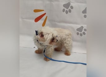 OSCAR - der kleine Mann ist noch etwas zurückhaltend und träumt von einer geduldigen Familie