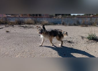 Daisy – zarte Hundeseele auf der Suche nach Geborgenheit