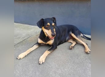 Bella, geboren 05.07.2022, 42cm sucht ihr Zuhause