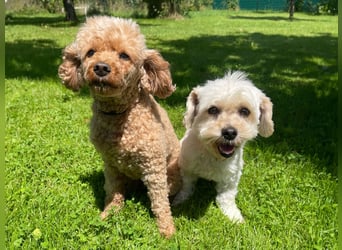 Ein Traumpaar sucht Traumzuhause !!!
