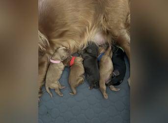 Englische Cockerspaniel Welpen in liebevolle Hände abzugeben