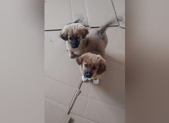 Kleiner Olaf sucht liebevolles Zuhause