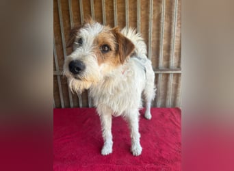 Fredi, Foxterrier-Mix, Rüde, geb. am 01.01.2024, 42 cm
