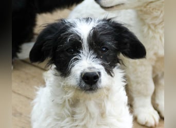 Verspielter KELVIN sucht liebevolles Zuhause