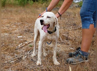 Marcel,  Setter-Mix, lieb und sozial