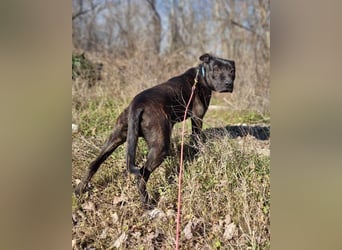 Freundlicher Staff-Mix ♥Dante♥ Vermittlung CH+AT+B+NL