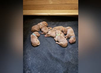 Reinrassige Magyar Vizsla Welpen mit Papieren – abzugeben ab 19.09.25