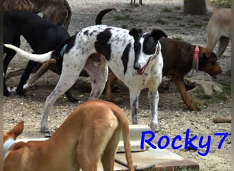 Rocky7 02/2023 (ESP) - sozialer, freundlicher und verschmuster Galgo!
