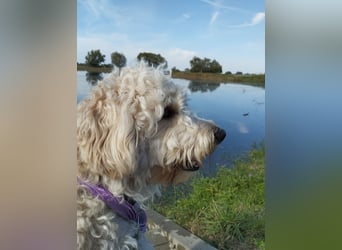 Wunderschöne Labradoodle Welpen, dürfen jetzt ausziehen!