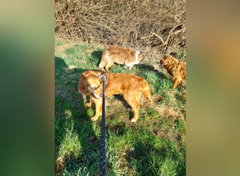 Bogi, aktives, bildhübsches Golden Retriever Mädchen geb. 2021