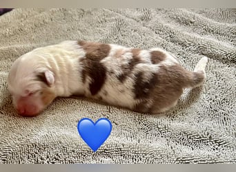 Mini/Miniature Australian Shepherd Welpen mit Papiere