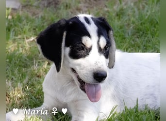 Marla, Scippy und Kea auf der Suche nach ihrer Familie