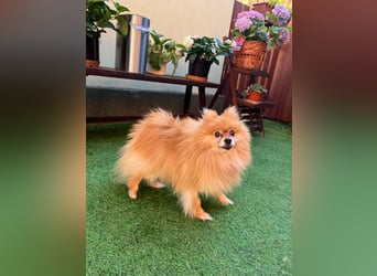 Mogyoro SR- kleiner Pomeranian mit großem Nachholbedarf sucht geduldige Menschen
