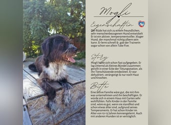 MOGLI - ein kleiner Kämpfer sucht sein Zuhause