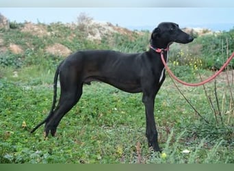 Sirius  Black - ein Stern sucht sein Glück