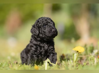 Grosspudel Welpen schwarz