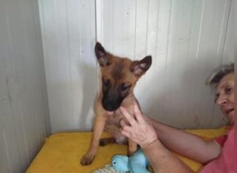 Welpe Milow: Möchte in eine erfahrene Hundefamilie