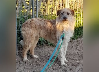 EDDI 3 J., kastr., ist auf der Suche nach seinen Herzensmenschen