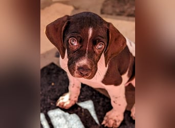 Süße Cookie sucht eine Familie