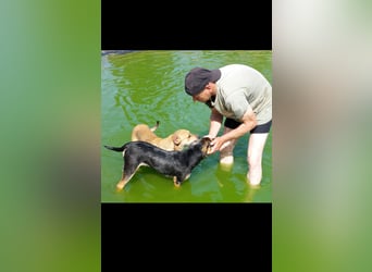 Fredi der perfekte Familienhund