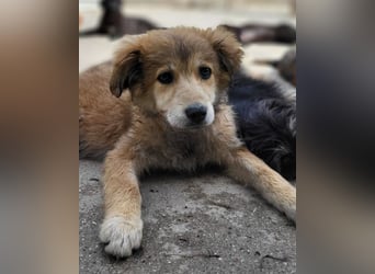 Fiete ❤️ verschmuster, offener Hundejunge