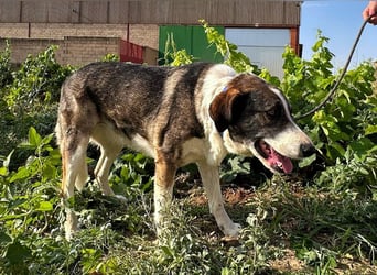 Lola - möchte endlich vertrauen