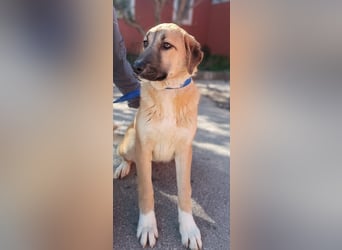 Petunia Kangal Mischling Hündin Junghund sucht Zuhause oder Pflegestelle
