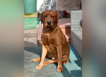 Zauberhafte Labradorwelpen, foxred
